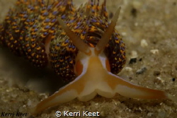 Portrait shot of a four colour nudibranch, Canon 70d with... by Kerri Keet 